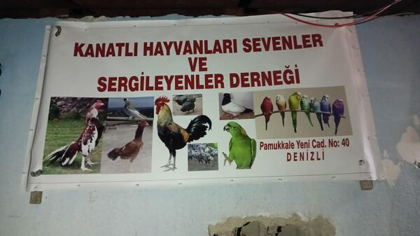 Denizli'nin Pamukkale ilçesi Kanatlı Hayvanları Sevenler ve Sergileyenler Derneğinde horoz dövüştürürken suçüstü yakalanan 108 kişiye para cezası kesildi.  - Sputnik Türkiye