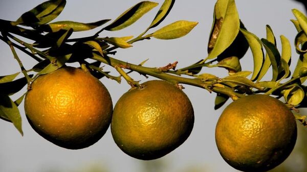 Tescilli mandalina ve limonlar - Sputnik Türkiye