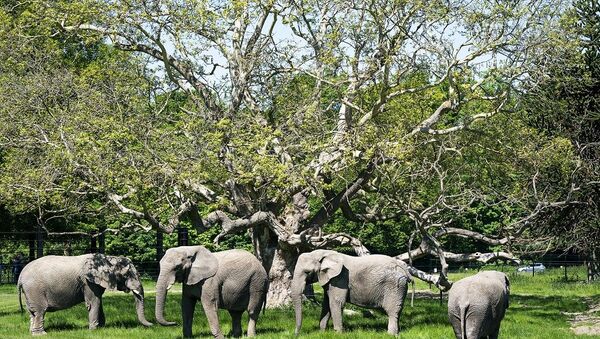 Fil - safari park - Sputnik Türkiye